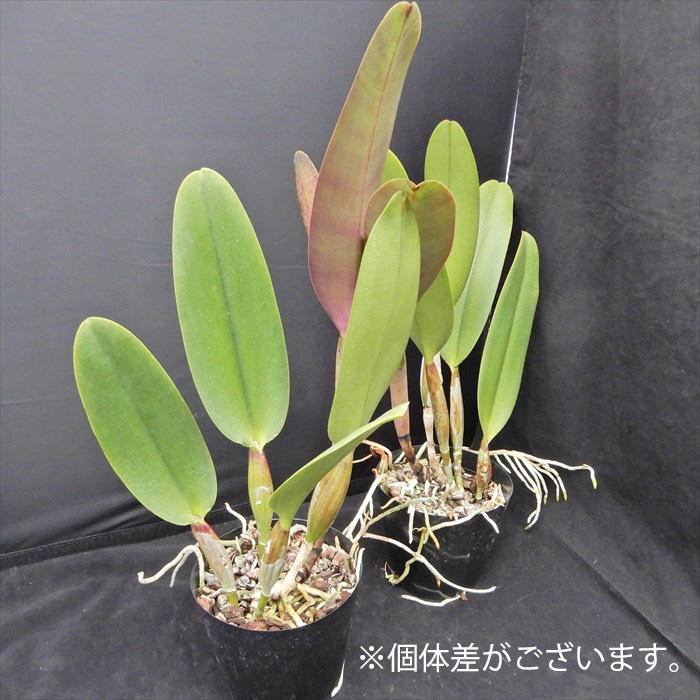 予約販売】洋ラン【開花見込株】カトレア パイレート キング ポート