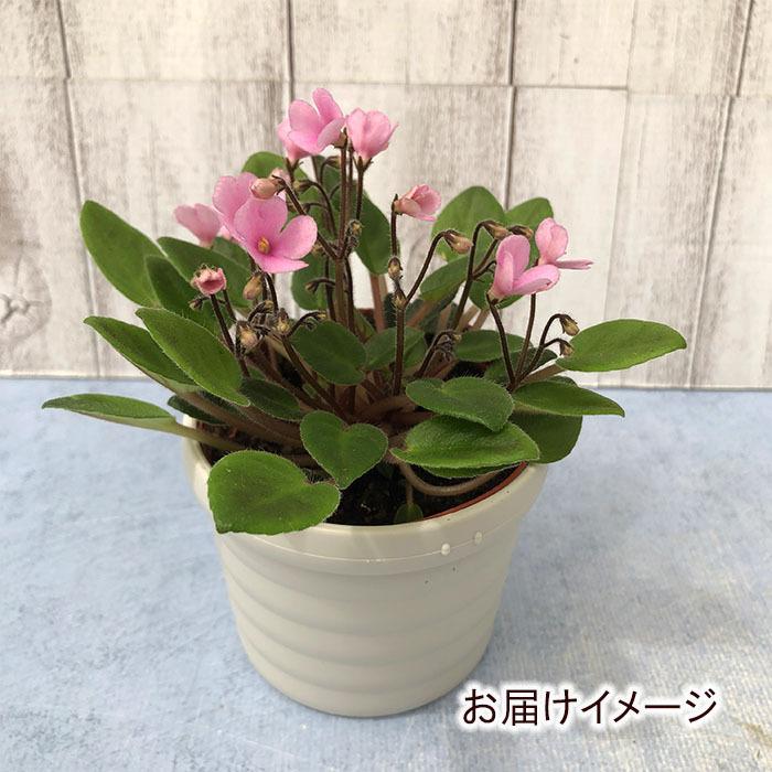 まもなく予約締切】【予約販売】 セントポーリア サンセットトレイル 3