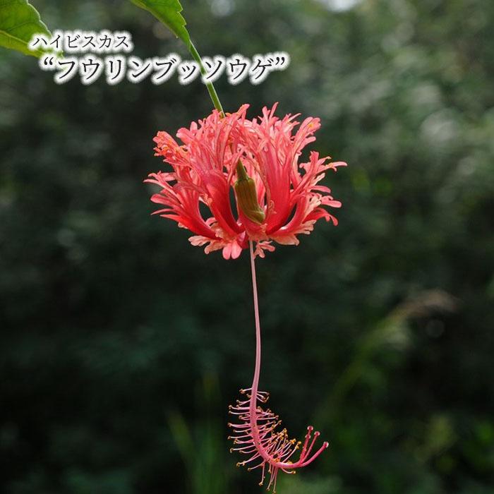 予約販売】 ハイビスカス フウリンブッソウゲ 原種系 9cmポット