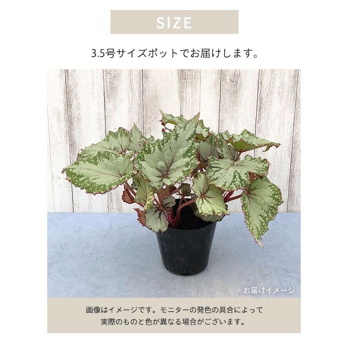レックスベゴニア アジアンツンドラ 3.5号ポット ベゴニア 鉢花