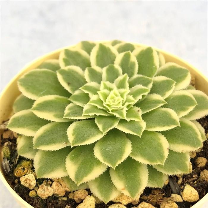 多肉植物 アエオニウム エメラルドアイス 6cmポット 観葉植物