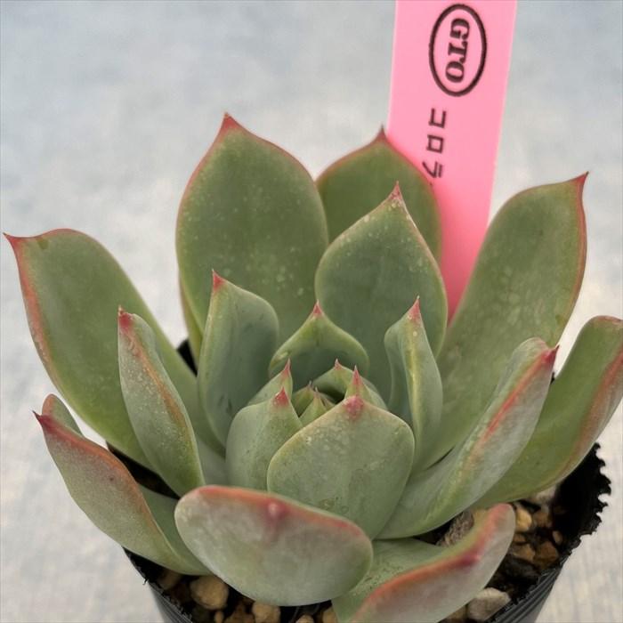 ⑦ エケベリア コロラータ 5種×20粒＝100粒＋α＋20粒 ルーフ タルパパ  