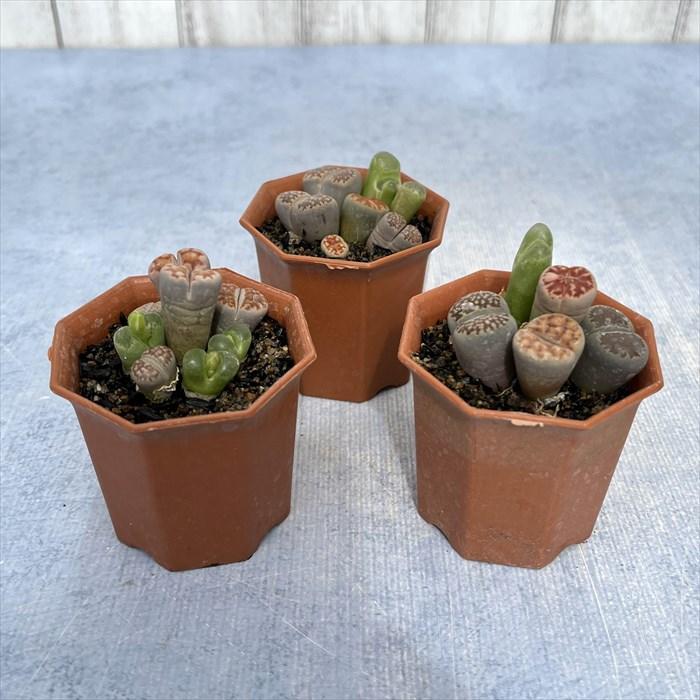 多肉植物 リトープス ミックス寄せ 6cmポット 観葉植物 インテリア miy