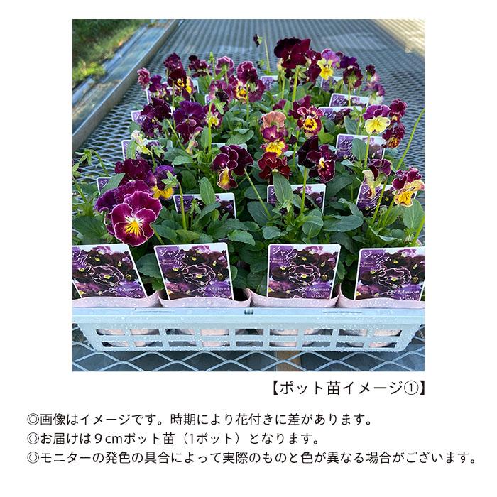 予約販売】 ビオラ ジャンヌ・ダルク 9cmポット 花苗 ガーデニング