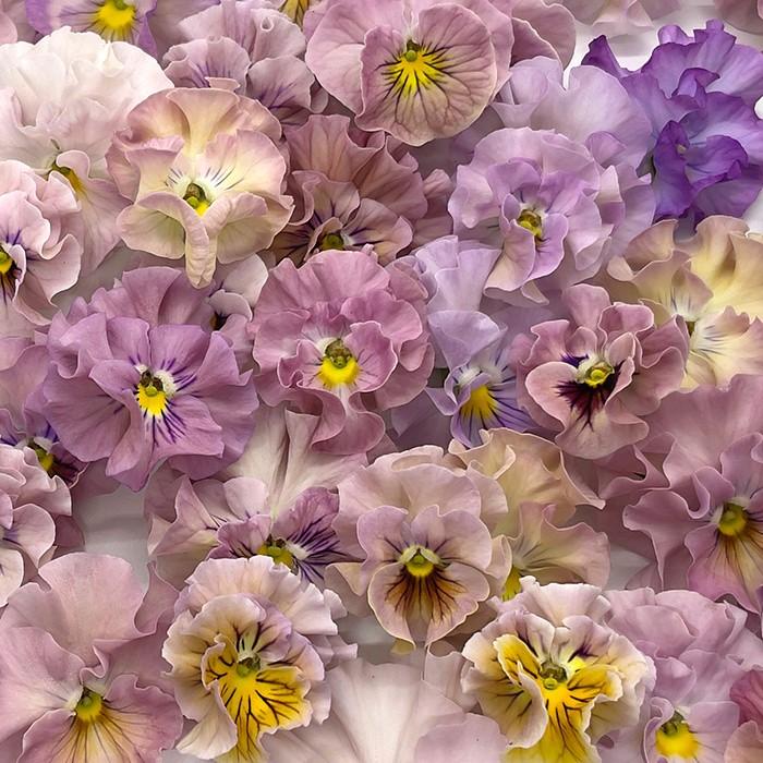 予約販売】 ビオラ 公爵令嬢 9cmポット 花苗 ガーデニング メゾンド