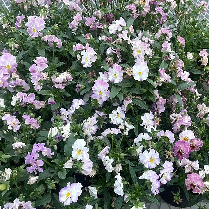 予約販売】 ビオラ 公爵令嬢 9cmポット 花苗 ガーデニング メゾンド