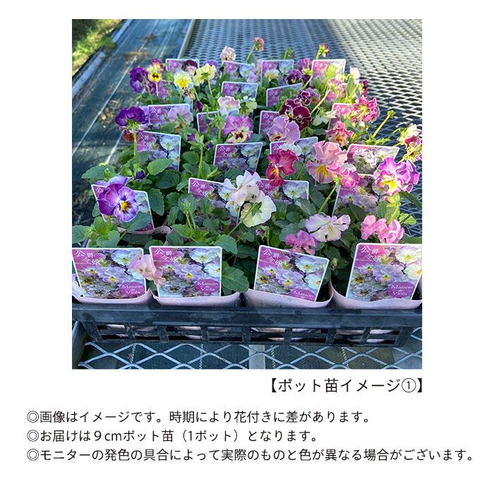 予約販売】 ビオラ 公爵令嬢 9cmポット 花苗 ガーデニング メゾンド