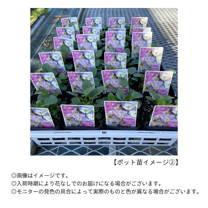 予約販売】 ビオラ 公爵令嬢 9cmポット 花苗 ガーデニング メゾンド