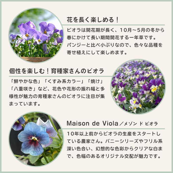 予約販売】 ビオラ 公爵令嬢 9cmポット 花苗 ガーデニング メゾンド