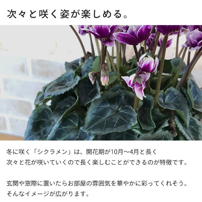 予約販売】送料無料 特選 フェアリーピコ ブルー 5号鉢 ますだ農園 鉢