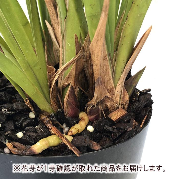 花芽付き】シンビジウム ミスマフェット 苗（キンリョウヘン