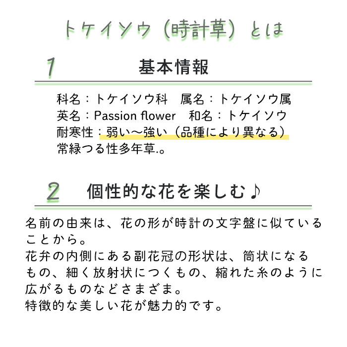 【予約販売】パッシフローラ アメシスト 9cmポット 耐寒性トケイソウ 時計草 パッションフラワー 花苗 庭木 ガーデニング ekz 5月下旬以降発送｜latestplants2019｜02