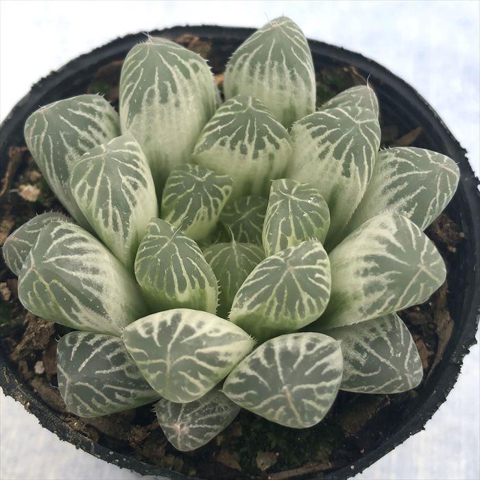 多肉植物 ハオルチア ピリフェラ錦 7.5cmポット 観葉植物