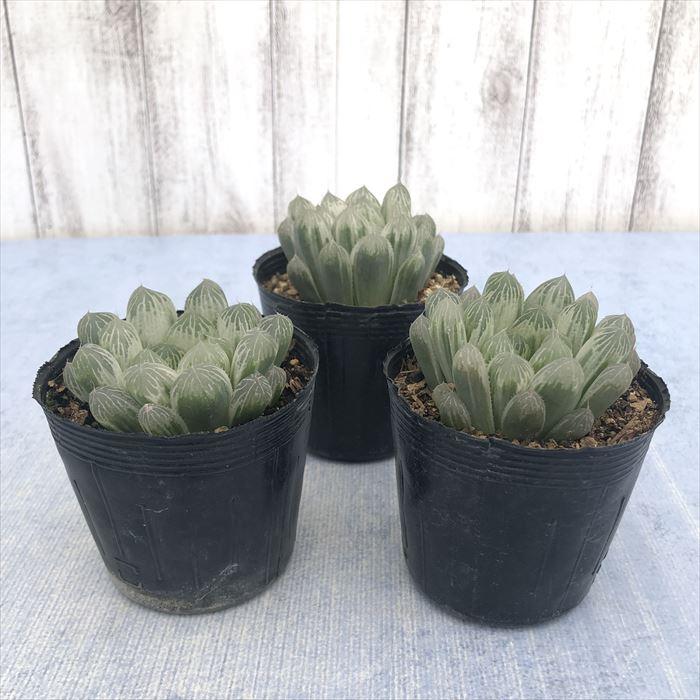 多肉植物 ハオルチア ピリフェラ錦 7.5cmポット 観葉植物