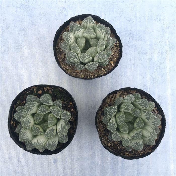 多肉植物 ハオルチア ピリフェラ錦 7.5cmポット 観葉植物 インテリア