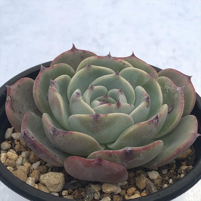多肉植物 エケベリア ゴールドブルー 9cmポット 観葉植物 インテリア