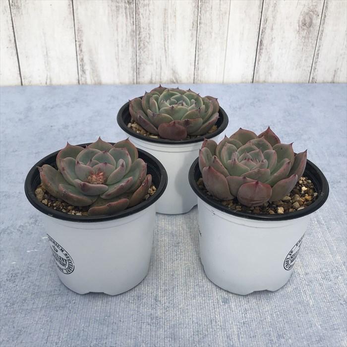 多肉植物 エケベリア ゴールドブルー 9cmポット 観葉植物 インテリア