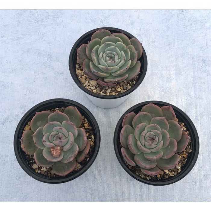 多肉植物 エケベリア ゴールドブルー 9cmポット 観葉植物 インテリア