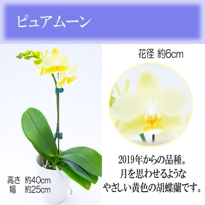 【みち】胡蝶蘭プレミアセレクト【レモン鉢物】 みち様専用】胡蝶蘭プレミアセレクト【レモン鉢物】 - メルカリ