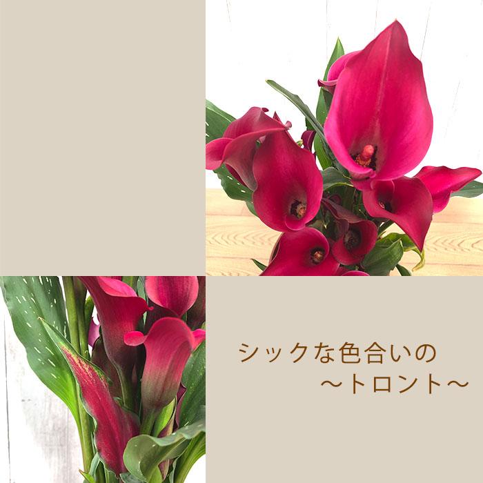 予約販売】華麗なる美 カラー トロント 5号鉢 鉢花 インテリア 4月上旬