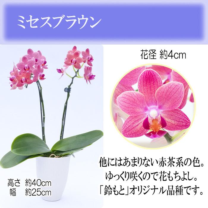 ギフト コチョウラン 2本立ち ミセスブラウン 3号鉢 胡蝶蘭 洋ラン 洋