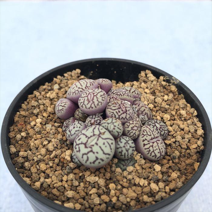 多肉植物 コノフィツム ミニマム ウィッテベルゲンセ実生 2.5号鉢 観葉