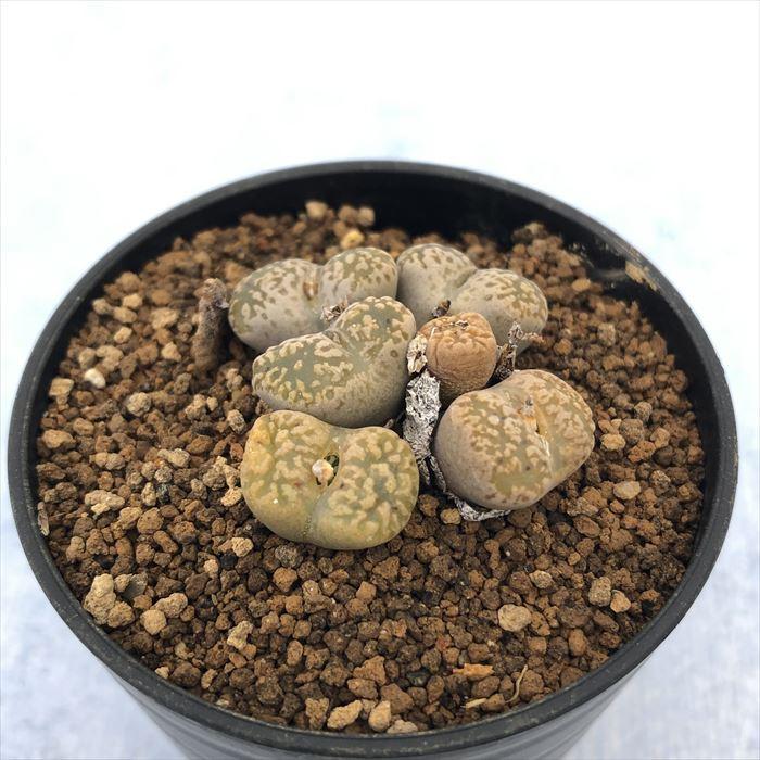 (発芽確認済み)コノフィツム　ペルシダム系　119種類セット　10粒ずつ 発芽確認済み)コノフィツム ペルシダム系 119種類セット 10粒ずつ 発芽