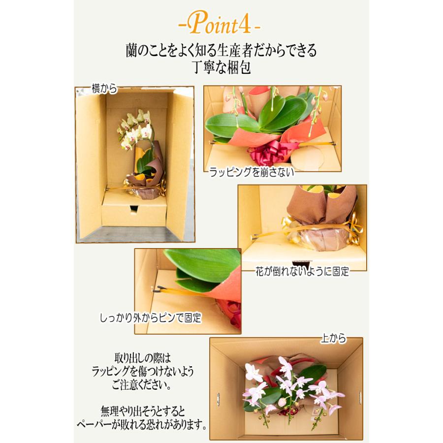 ギフト コチョウラン 3本立ち ローラ 6号鉢 選べるラッピング 胡蝶蘭