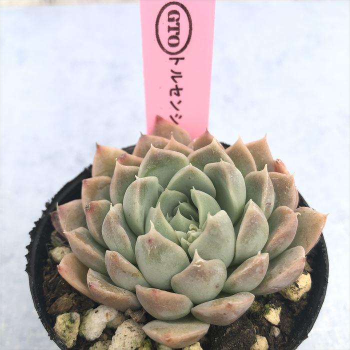 多肉植物 エケベリア トルセンシス×ノバヒアリアナ 6cmポット 観葉植物