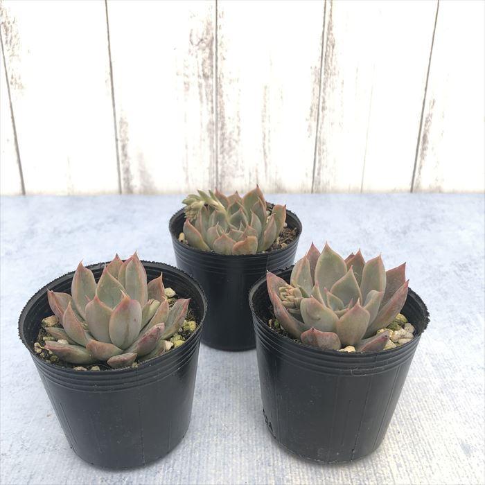 最大69%OFFクーポン 多肉植物 エケベリア ダークアイス×クスピダータ