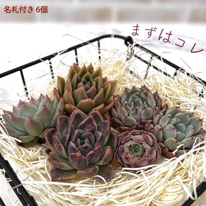 多肉植物 エケベリアカット苗 名札付き6個セット 寄せ植え 観葉植物 