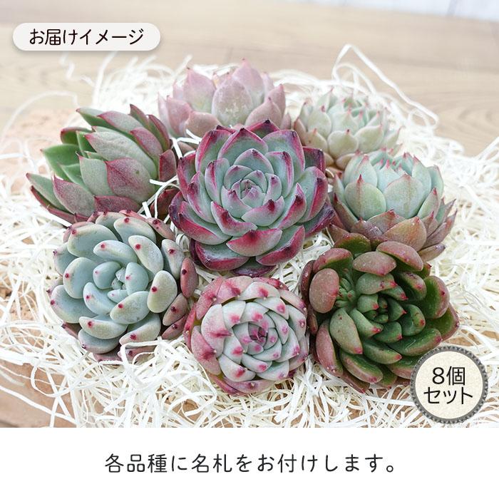 RS　ページ 多肉種 セット-1 産直】多肉植物 1寸 72ポットセット(出荷品種指定なし)｜豊明卸