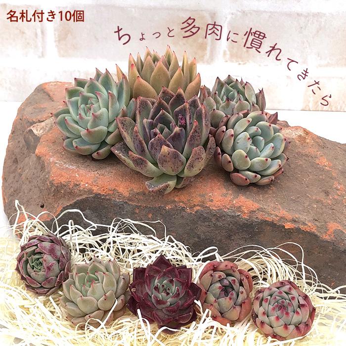 訳あり寄せ植えセット 2番 カット苗10個 多肉植物 ゆうパケットポスト