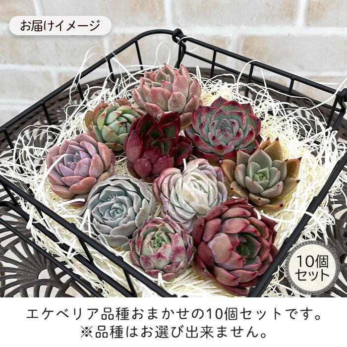 多肉植物 エケベリアカット苗 名札付き8個セット 寄せ植え 送料無料  