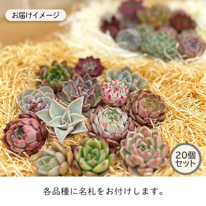 多肉植物 エケベリアカット苗 名札付き20個セット 寄せ植え 送料