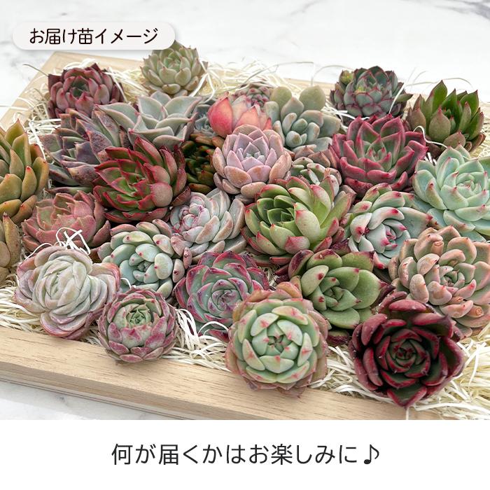 ★キットチャット★c15多肉植物エケベリア〈カット苗〉☆寄植えMIX☆ ☆キットチャット様専用☆c15多肉植物エケベリア〈カット苗