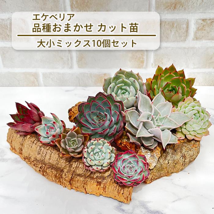 ☆LS82☆a.c多肉植物エケベリア〈カット苗〉☆寄植えMIXサイズ色々☆ ☆LS82☆a.c多肉植物エケベリア〈カット苗〉☆寄植えMIXサイズ色々☆