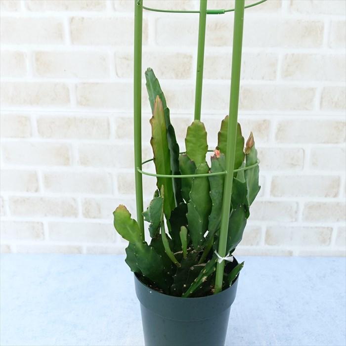 多肉植物 クジャクサボテン PEAX-41 4号鉢 孔雀サボテン 観葉