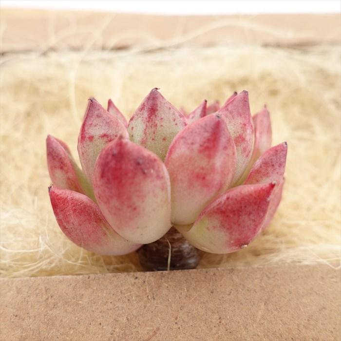 多肉植物 エケベリア ゴシックローズ 韓国苗 抜き苗 カット苗 約4cm