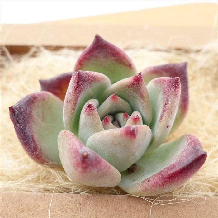 多肉植物 エケベリア ロブ 韓国苗 抜き苗 カット苗 約5cm tps : レイ