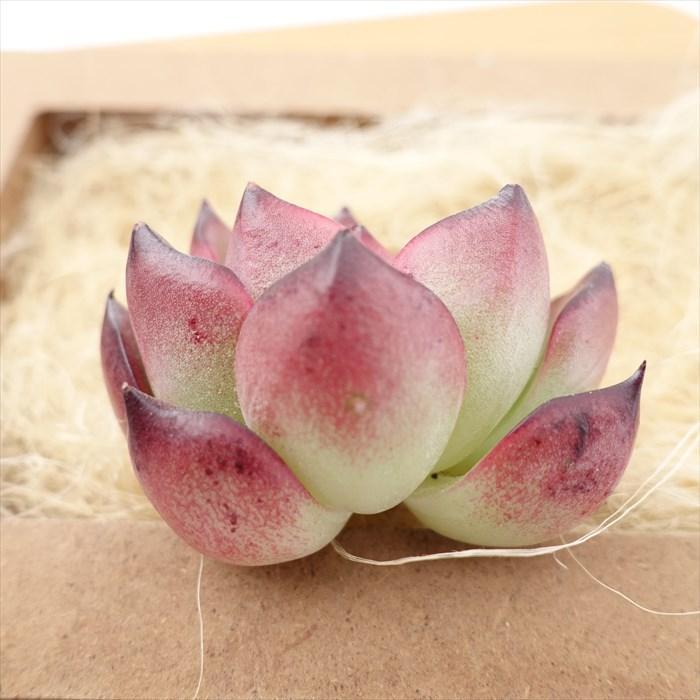 多肉植物 エケベリア エジプトタワー 韓国苗 抜き苗 カット苗 約 多肉植物 エケベリア エジプトタワー 韓国苗 抜き苗 カット苗 約