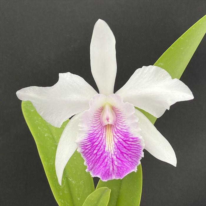 洋ラン【開花見込株】カトレア シンイン マックスウォーカー 10.5cm