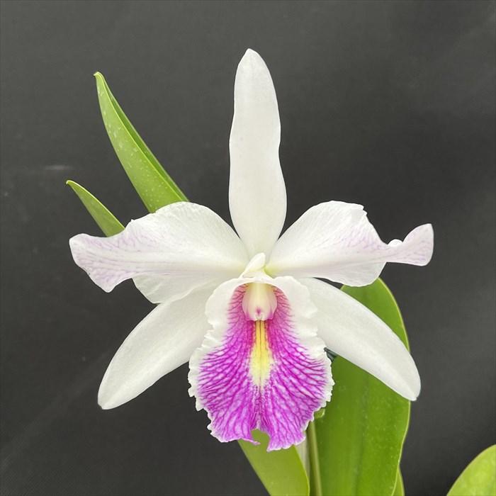 洋ラン【開花見込株】カトレア シンイン マックスウォーカー 10.5cm