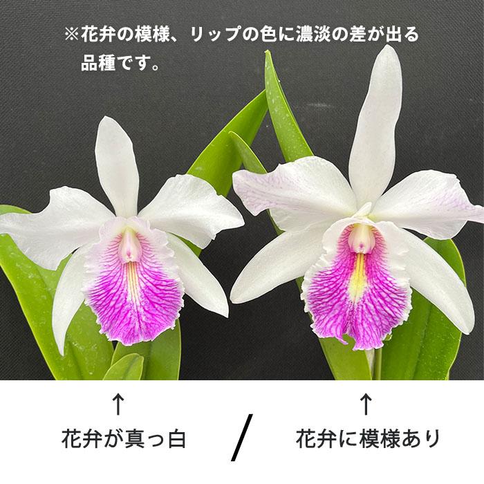 洋ラン【開花見込株】カトレア シンイン マックスウォーカー 10.5cm