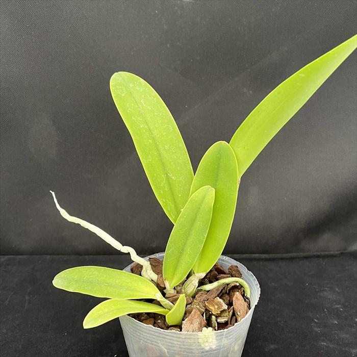 洋ラン【開花見込株】カトレア シンイン マックスウォーカー 10.5cm