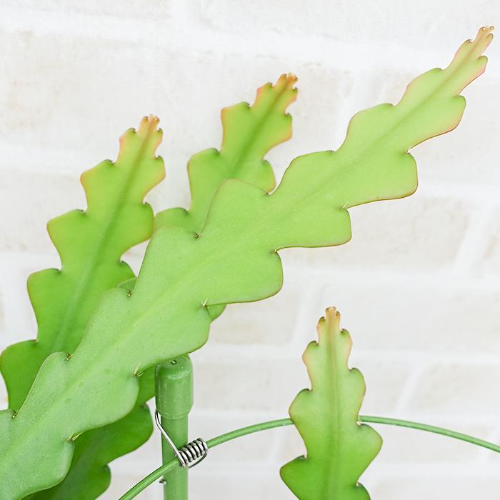 多肉植物 エピフィラム ハクビクジャク アングリガー 5号鉢 フィッシュ