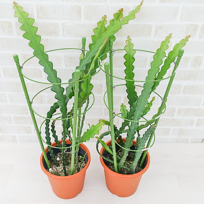 サボテン科　エピフィラム　苗　多肉植物 多肉植物 エピフィラム ハクビクジャク アングリガー 5号鉢 フィッシュ