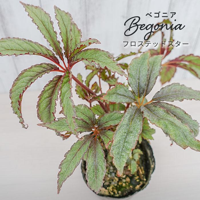 予約販売】 レックスベゴニア フロステッドスター 3.5号ポット