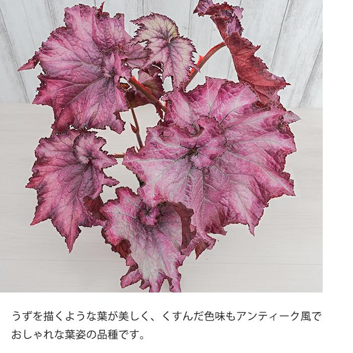 予約販売】 レックスベゴニア アメシストブーケ 3.5号ポット ベゴニア