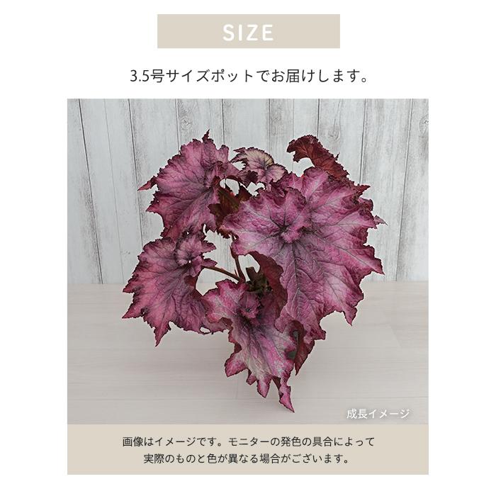 予約販売】 レックスベゴニア アメシストブーケ 3.5号ポット ベゴニア